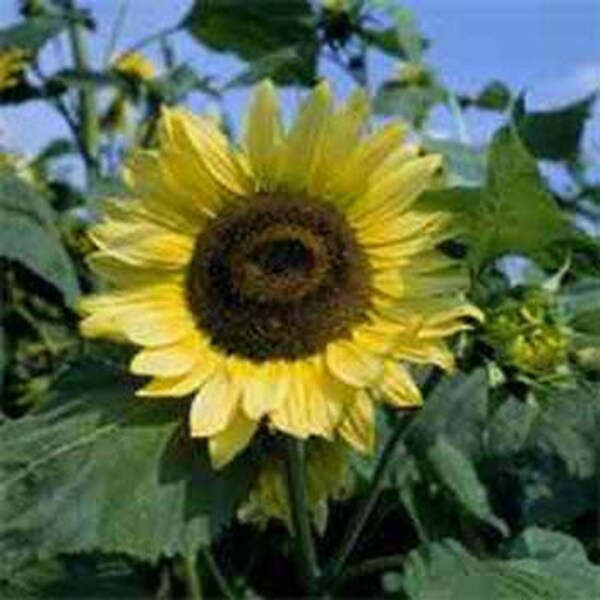 Sunflower 'Dwarf Yellow Spray' seeds