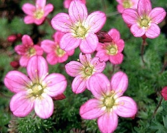 Saxifraga Rose Robe Flower Seeds/Arendsii/Perennial    85+