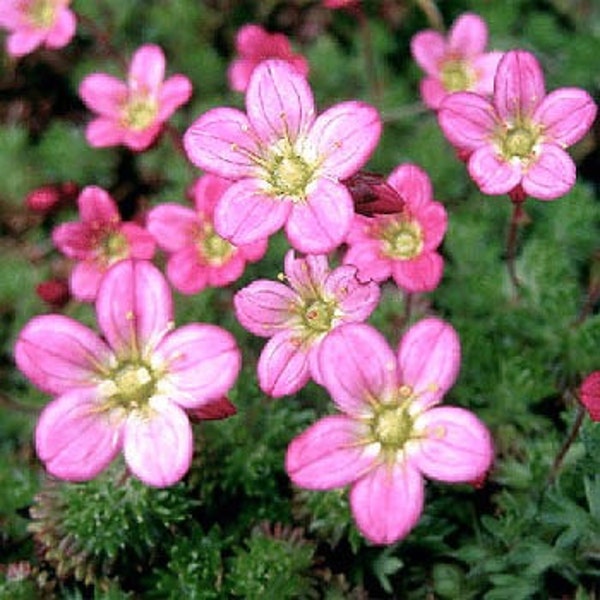 Saxifraga Rose Robe Flower Seeds/Arendsii/Perennial 85+