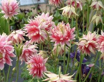 Nora Barlow Pink Columbine Flower Seeds/Aquilegia Vulgaris/Perennial   30+