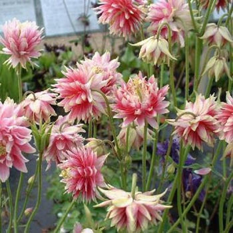 Nora Barlow Pink Columbine Flower Seeds/Aquilegia Vulgaris/Perennial 30 image 1