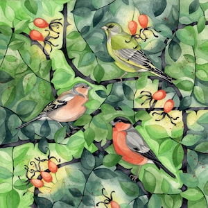 Birds, bullfinch, chaffinch, greenfinch, garden birds