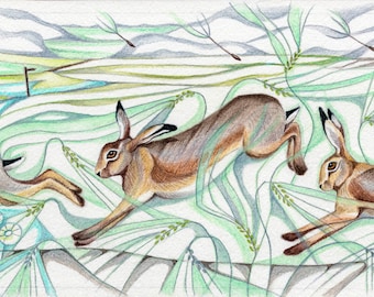 Hares, running hares, hares in field, barley, farmland, countryside, british wildlife print print