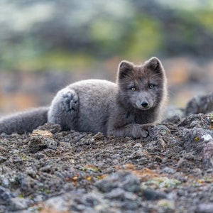 Fine Art Print, Digital Print, Wall Decor, Artic Fox, Iceland, Wild Fox 8x10