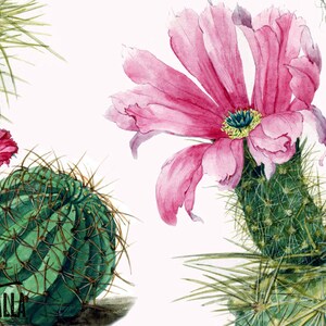 Seamless SelfAdhesive Watercolor Cactus Wallpaper - Removable Vintage Wall Decal - Watercolor Cactus Wall Sticker - Temporary Wallpaper