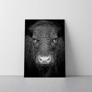 Black and White Cow Photography Print: Farmhouse Calf Poster (Digital Download)