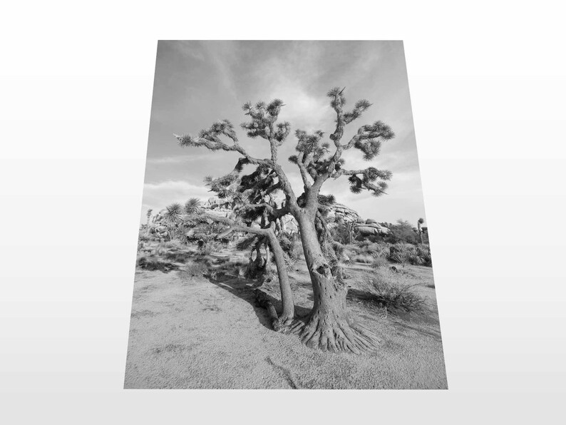 Joshua Tree, Black and White Joshua Tree, Joshua Tree Wall Art, Desert