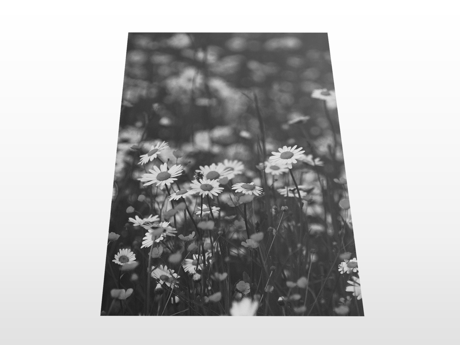 Wildflowers Print Daisy Wall Art Black and White Flowers Etsy