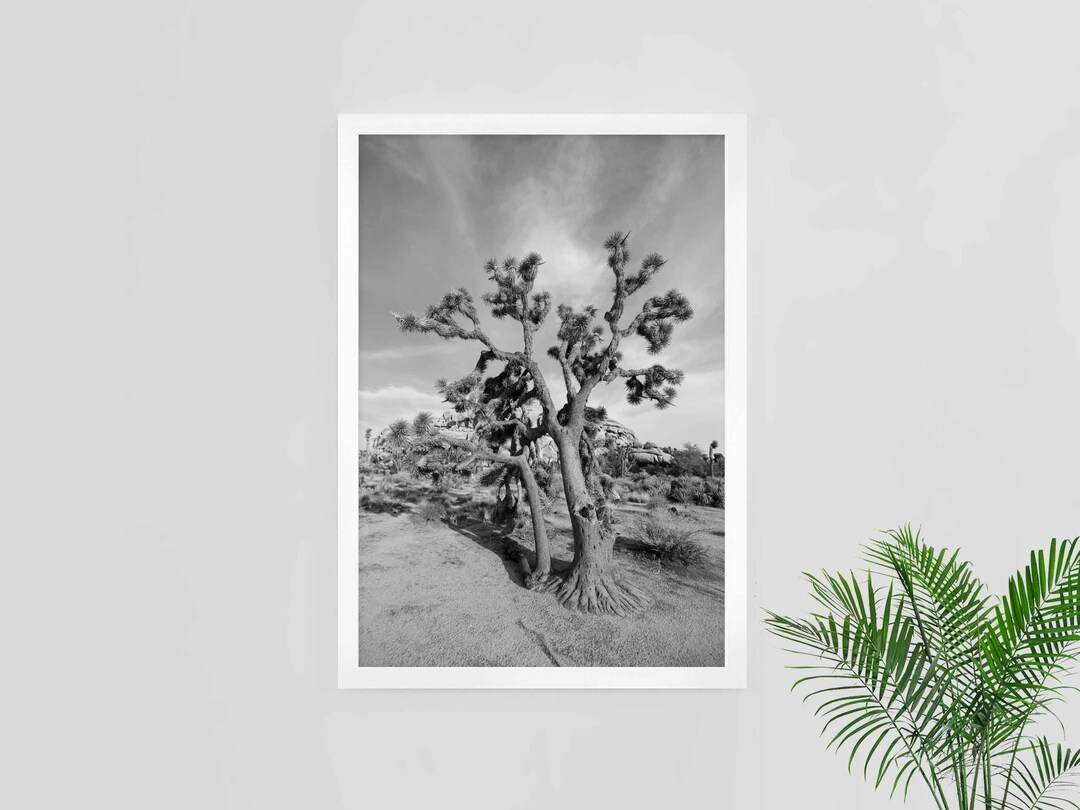 Joshua Tree, Black and White Joshua Tree, Joshua Tree Wall Art, Desert