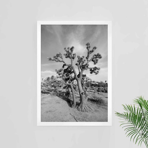 Joshua Tree Print Black and White Photography Joshua Tree Etsy
