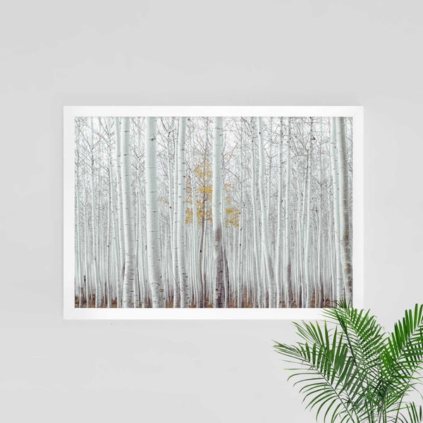 Birch print, birch tree photography, woodland print, white birch art, white trees, birch instant download, digital download, birch forest