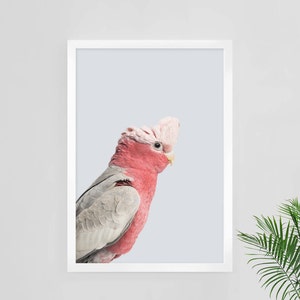 Cockatoo Print, Cockatoo Photo, Tropical Bird Print, Instant Download, Cockatoo Wall Art, Cockatoo Printable Poster, Digital Bird Print