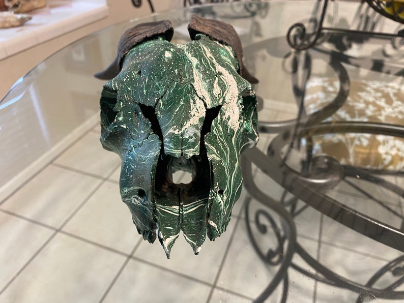 Goat Skull Wall Decor Hunting Taxidermy Hydro Dipped Etsy