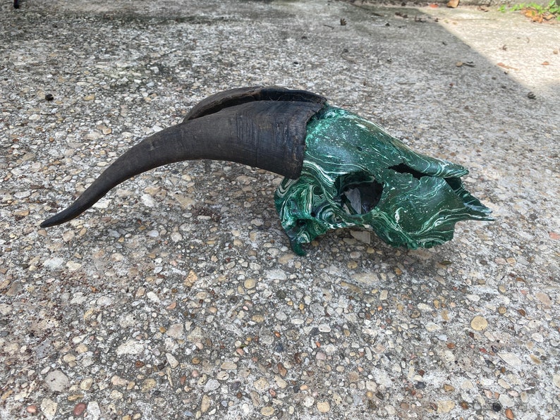 Goat Skull Wall Decor Hunting Taxidermy Hydro Dipped Etsy