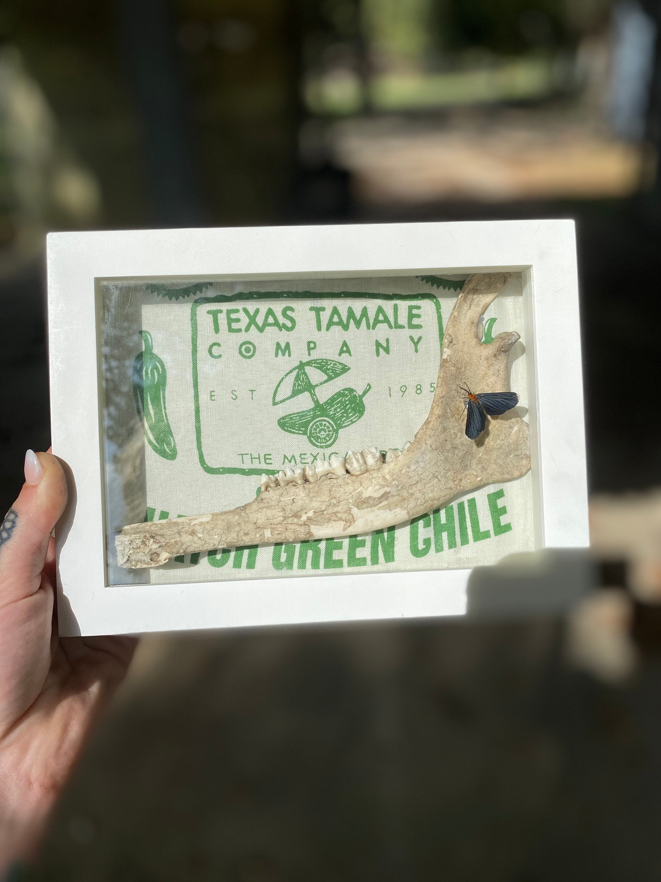 Hunting Shadow box with butterfly and deer jaw bone Etsy