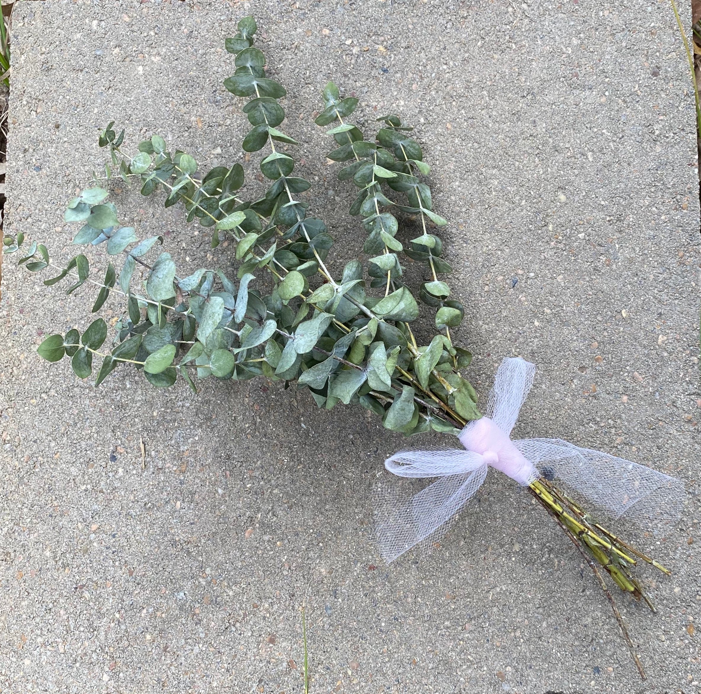 Dried Eucalyptus leaves bundled Etsy