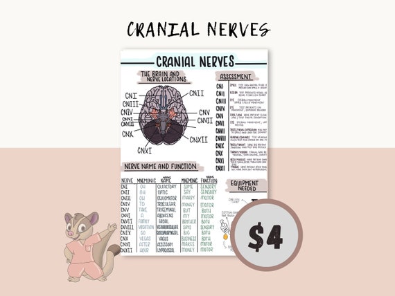 Cranial Nerves