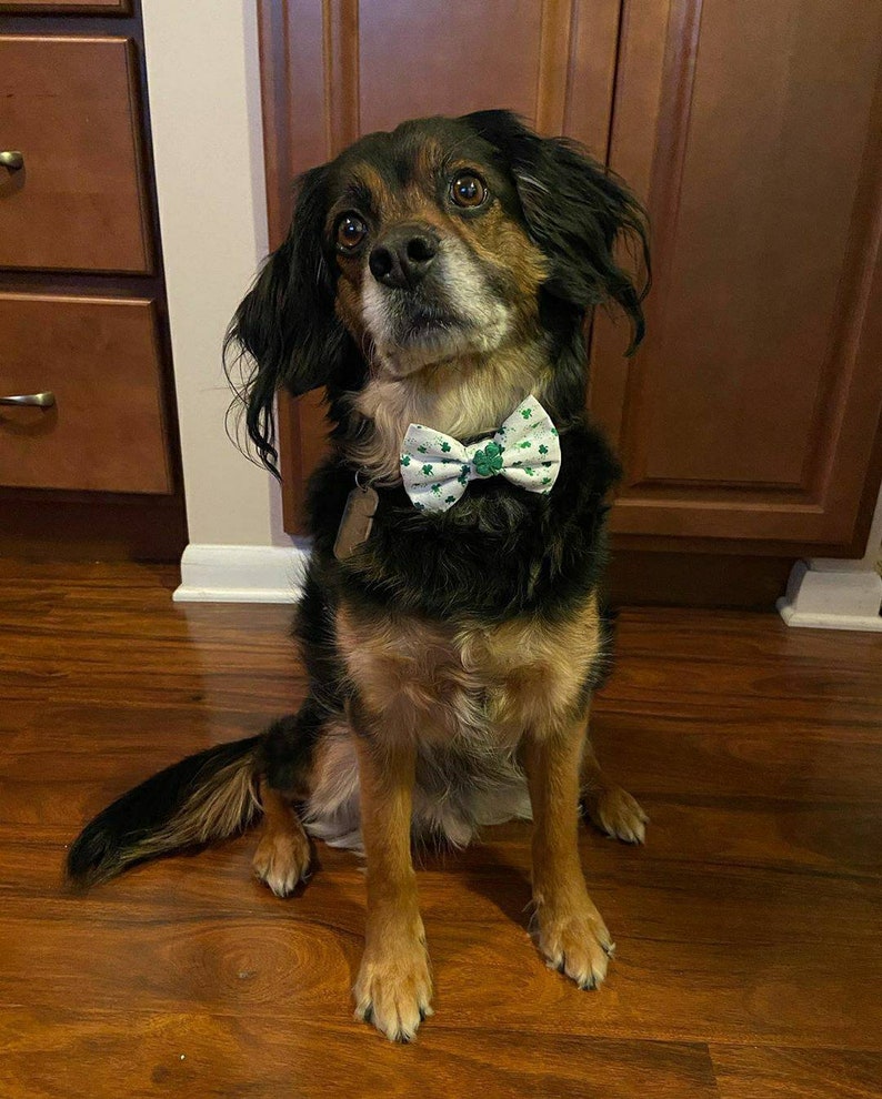 Tiny Shamrocks St Patrick's Day Dog Bow Tie St Patrick's Day Cat Bow Tie St Patrick's Day Pet Bow Tie image 2