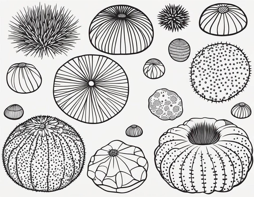 Sea Urchins Coloring Page - Etsy