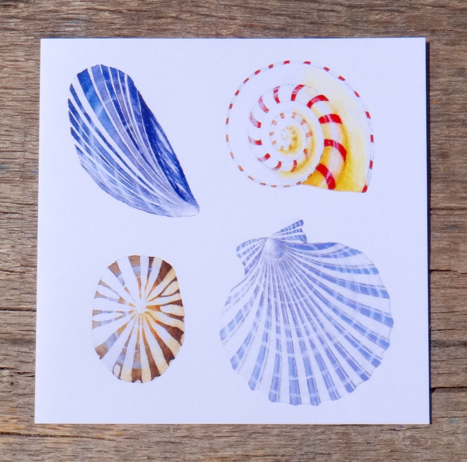 Shells Shell card Seaside Nautical greetings card Sea | Etsy