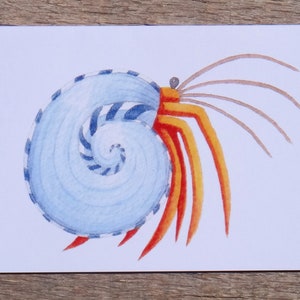 Cangrejo, Ilustración, Tarjeta de felicitación, Pintura de acuarela, Cangrejo ermitaño, Concha, Nueva tarjeta de inicio, Tarjeta de salida, Tarjeta de cumpleaños, Tarjeta de bloqueo