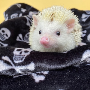 Skull and bones cuddle fleece handling blankets for small pets like hedgehogs, guinea pigs, rats, etc. Fleece lap blankets.