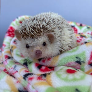 May include: A small hedgehog with a light brown face and dark eyes is nestled in a colorful blanket. The blanket has a pattern of red strawberries and green and white circles. The hedgehog's quills are a mix of white and brown.