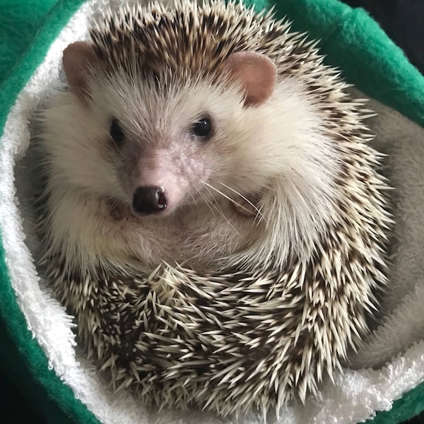 Saco de baño erizo. Bolsa de secado posterior al baño para erizo pigmeo, cobaya, rata y pequeños animales. Toalla de baño para mascotas con forro de toalla. toalla de baño para mascotas