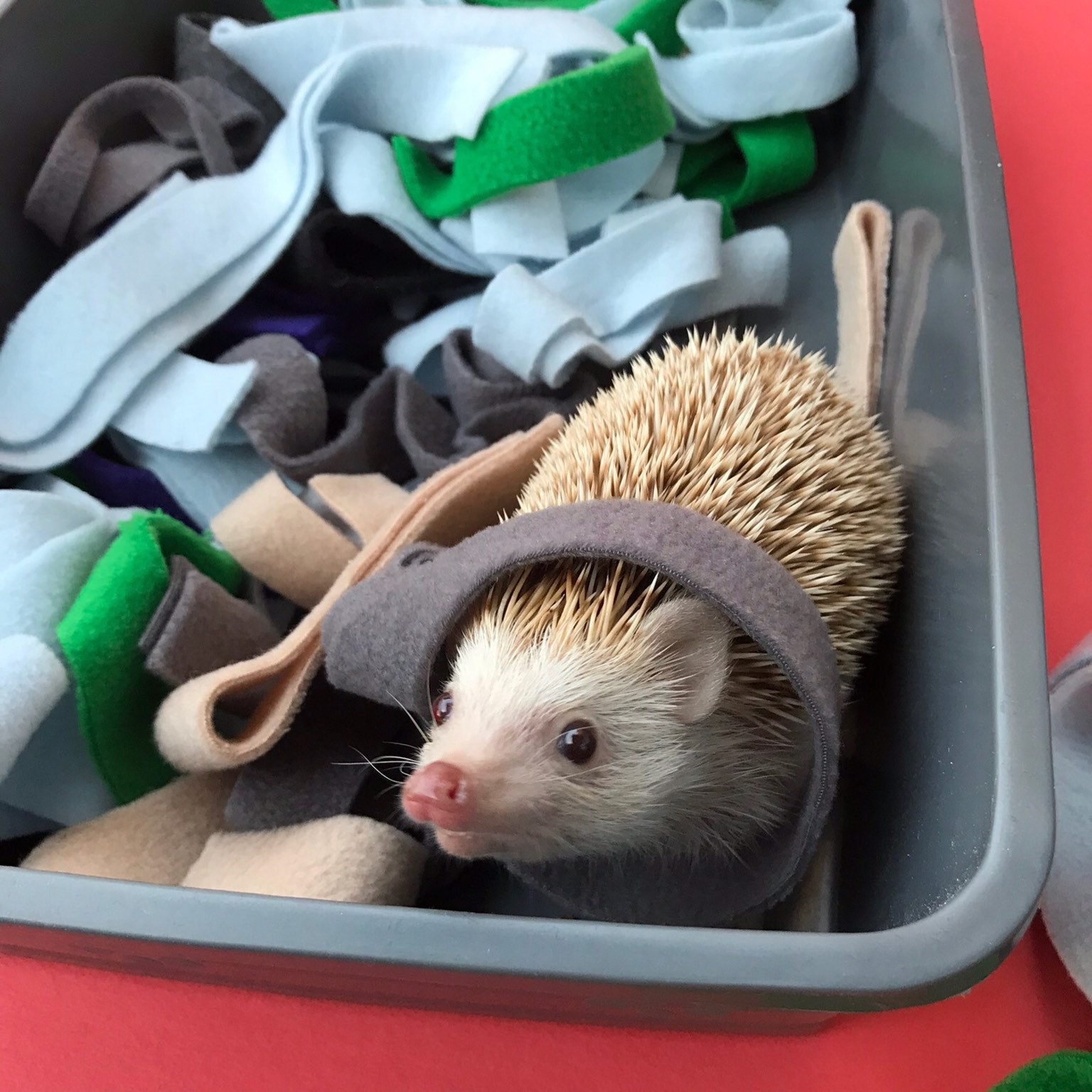 Birthday Party Snack Box for Kids - Attempts At Domestication