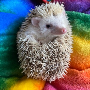 LARGE rainbow cuddle soft snuggle sack. Sleeping bag for hedgehogs, guinea pigs and other small animals. Small pet sleeping bag. image 6