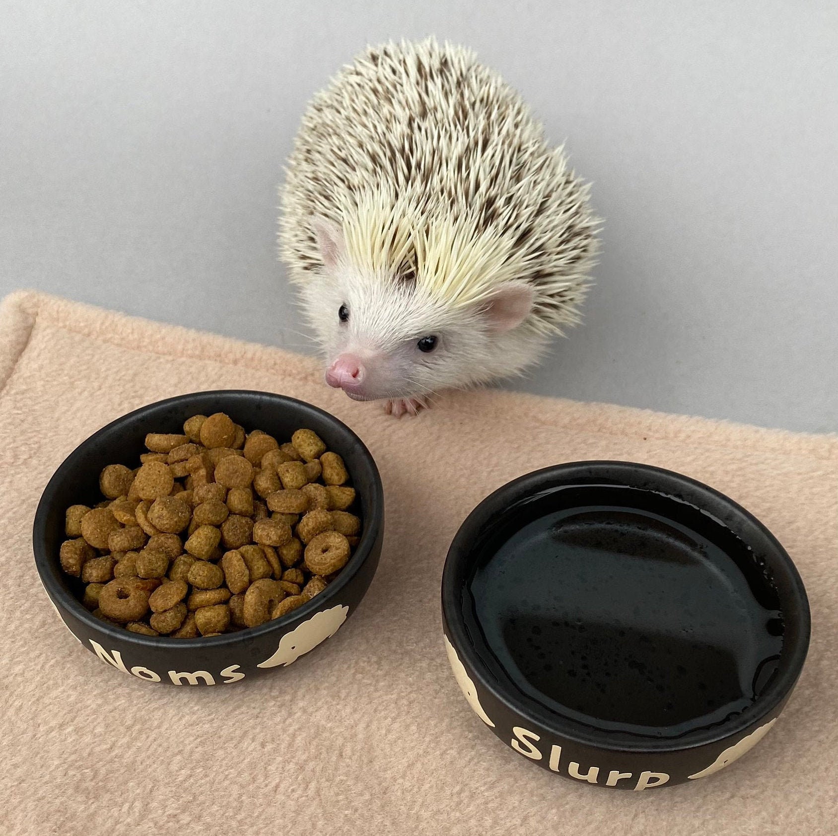 Ceramic Hedgehog Food and Water Bowls. Noms and Slurp Bowls. Etsy UK
