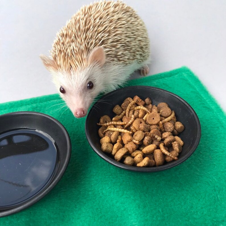 250g 0.55 Lb African Pygmy Hedgehog Food Mix. Hedgehog Etsy UK