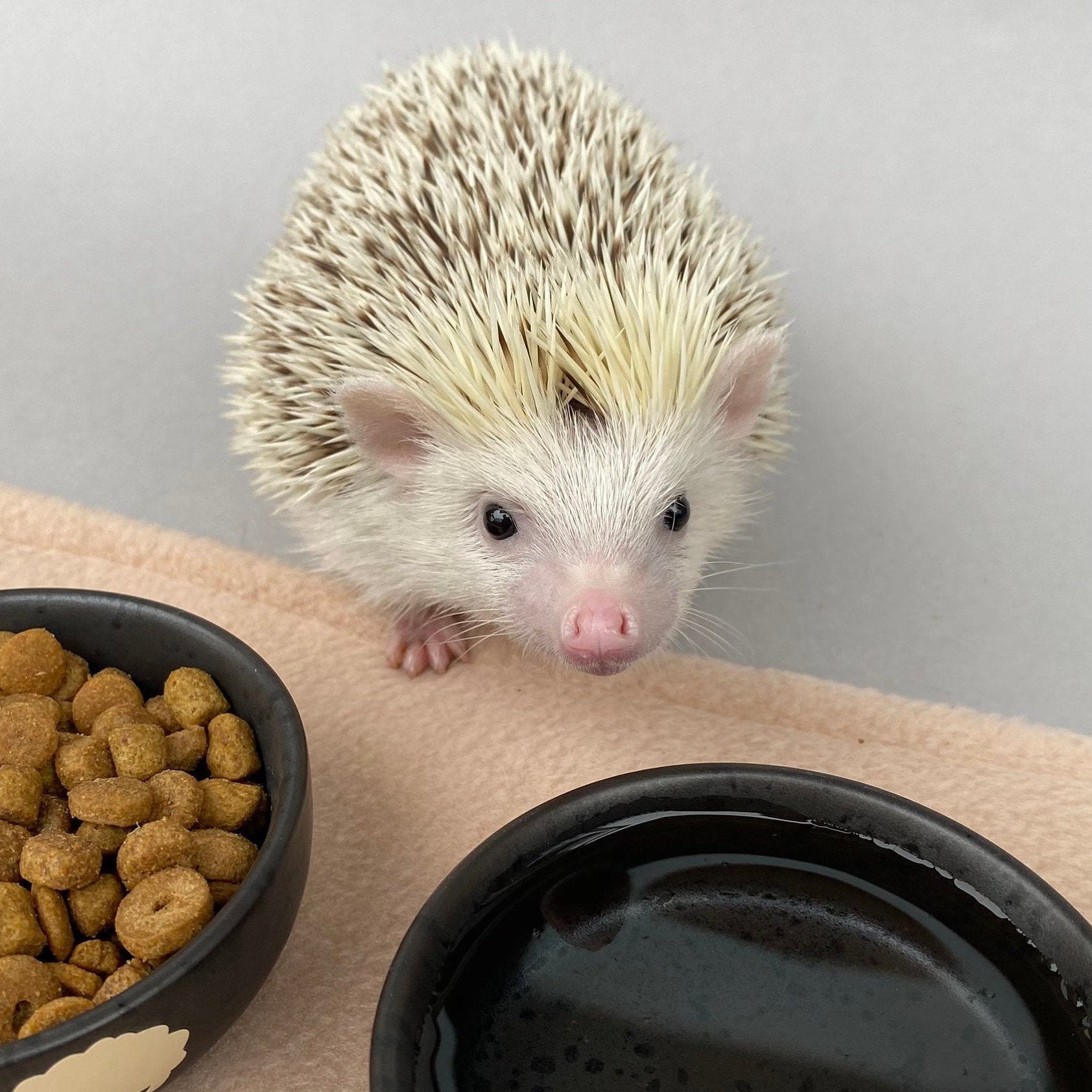 Ceramic Hedgehog Food and Water Bowls. Noms and Slurp Bowls. Etsy UK