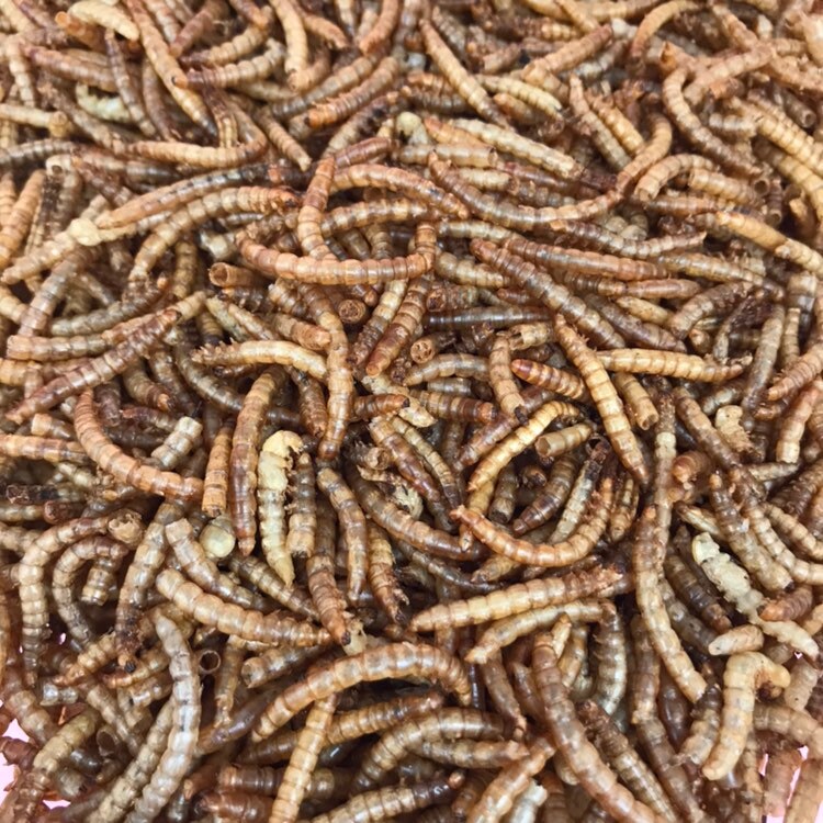 100g Dry Meal Worms. African Pygmy Hedgehog Treats. Hedgehog Etsy UK