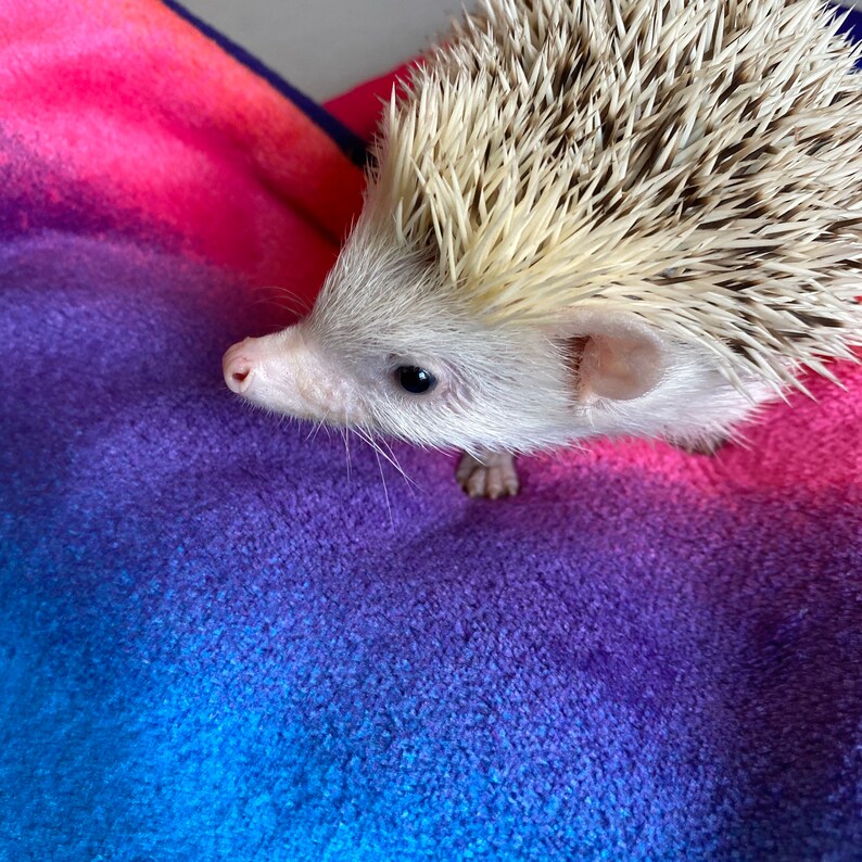 LARGE rainbow cuddle soft snuggle sack. Sleeping bag for hedgehogs, guinea pigs and other small animals. Small pet sleeping bag. image 2