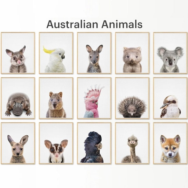 Wombat, Quokka, Kangaroo, Echidna, Kookaburra, Cockatoo, Platypus, Dingo, Emu, Wallaby, Australian Animal Print Set of 15, Printable Nursery