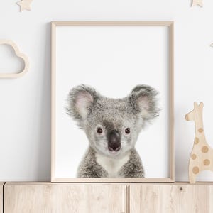 Baby Koala Print, Photo Koala Print, Nursery Animal Print, Nursery Animals,Baby Koala Bear Wall Art, Nursery Printable, Nursery Art Print