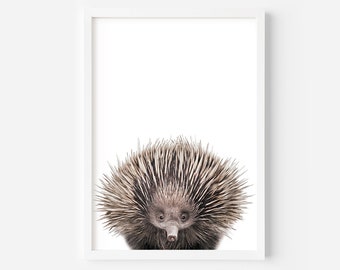 Echidna Print, Printable Echidna, Australian Animal Print, Australian Animal Wall Art, Nursery Animals, Nursery Printable, White background