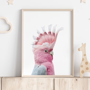 Impresión de galah, impresión fotográfica de cacatúa, impresión de pájaro australiano, arte mural australiano, impresión de animal australiano, decoración de guardería, imprimible para guardería
