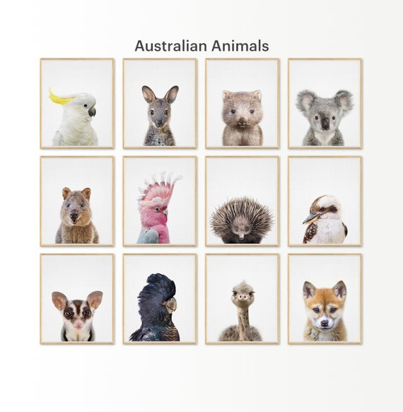 Australian Baby Animals Print Set Of 12 Printable Nursery Etsy Australian Baby Animals Print Set Of 12 Printable Nursery Etsy