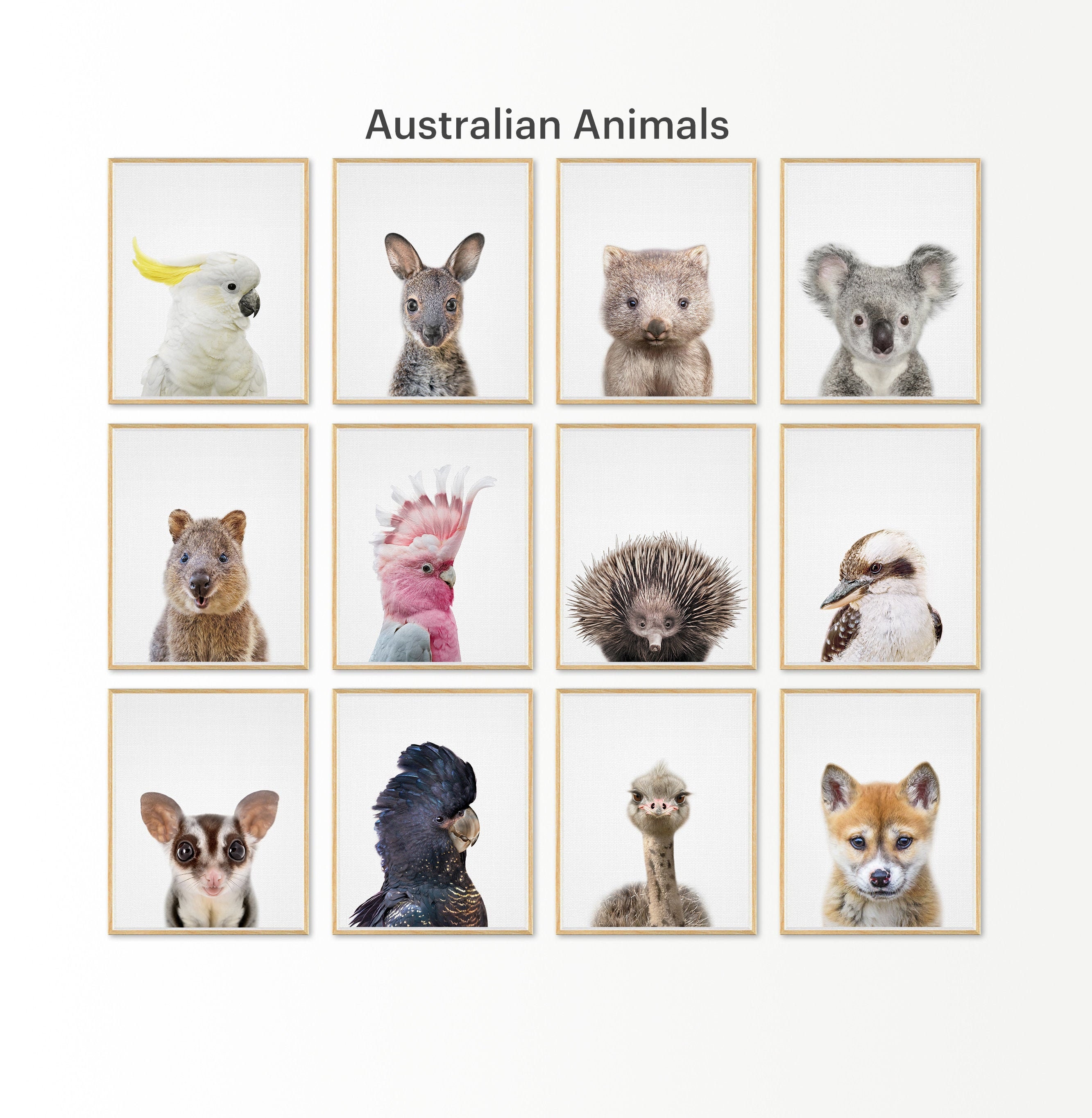 Australian Baby Animals Print Set of 12 Printable Nursery Etsy Australia