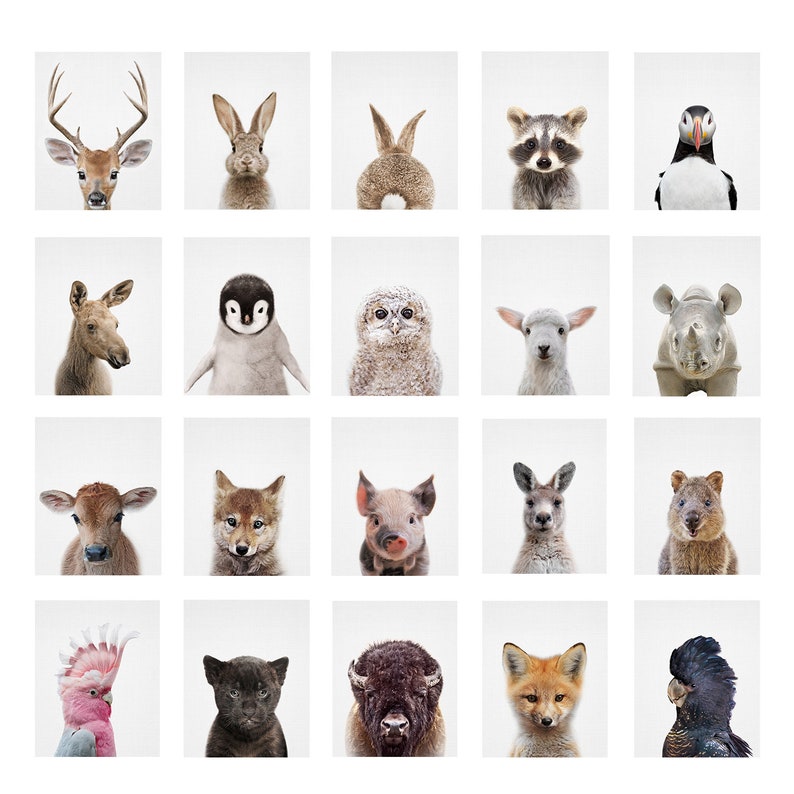 Woodland Nursery Nursery Animal Print Fox Wall Art Nursery Decor Woodland Animals Nursery Wall Art Fox Print Baby Animal Prints Prints Art Collectibles Delage Com Br Woodland Nursery Nursery Animal Print Fox Wall Art Nursery Decor Woodland Animals Nursery Wall Art Fox Print Baby Animal Prints Prints Art Collectibles Delage Com Br