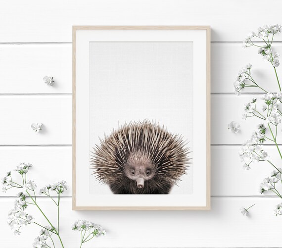 Echidna Print Printable Echidna Australian Animal Print Etsy