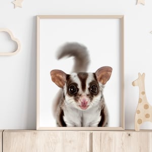 Impression d&#39;un écureuil volant australien, décoration murale animalière pour chambre d&#39;enfant, téléchargement numérique imprimable, art mural imprimé