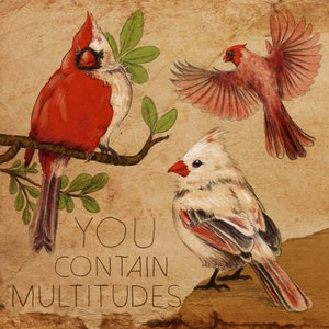 Cardinals art print