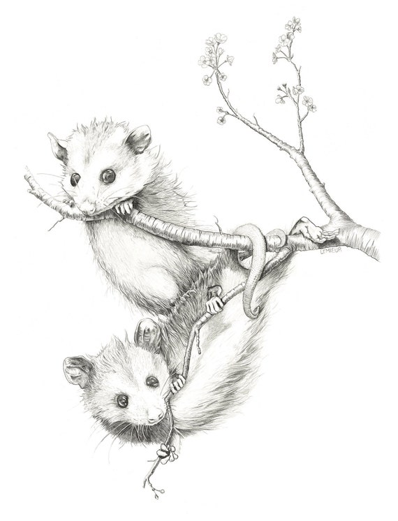 Опоссум рисунок карандашом