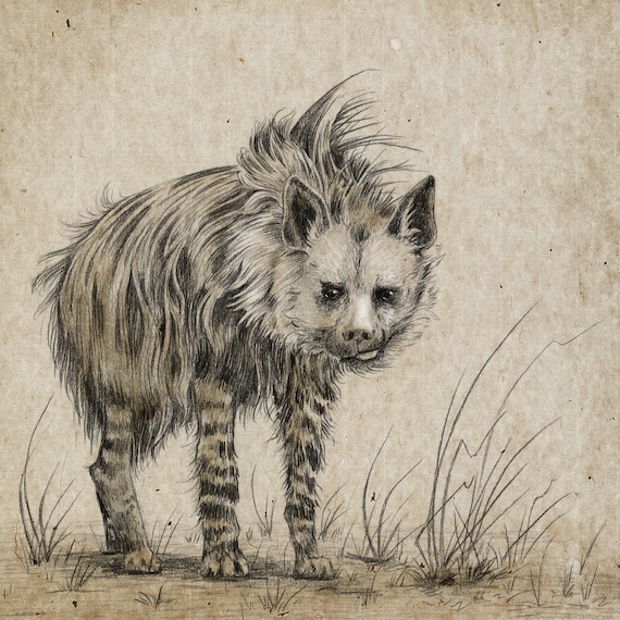 Pretty Hyena 8
