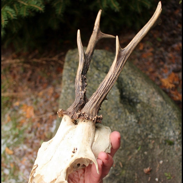 Genuine wild deer horn, Natural roe deer antler , European roe deer trophy Horns with skull, wall decor from natural deer horns(10)