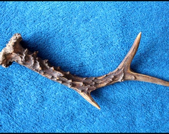 Genuine wild deer horn, Natural roe deer antler , Small Roe Antlers Taxidermy , Rustic Decor , art supplies handle parts