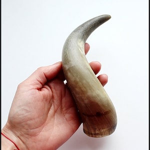Corne de vache brute : corne à boire viking, décor de ranch d&#39;animaux
